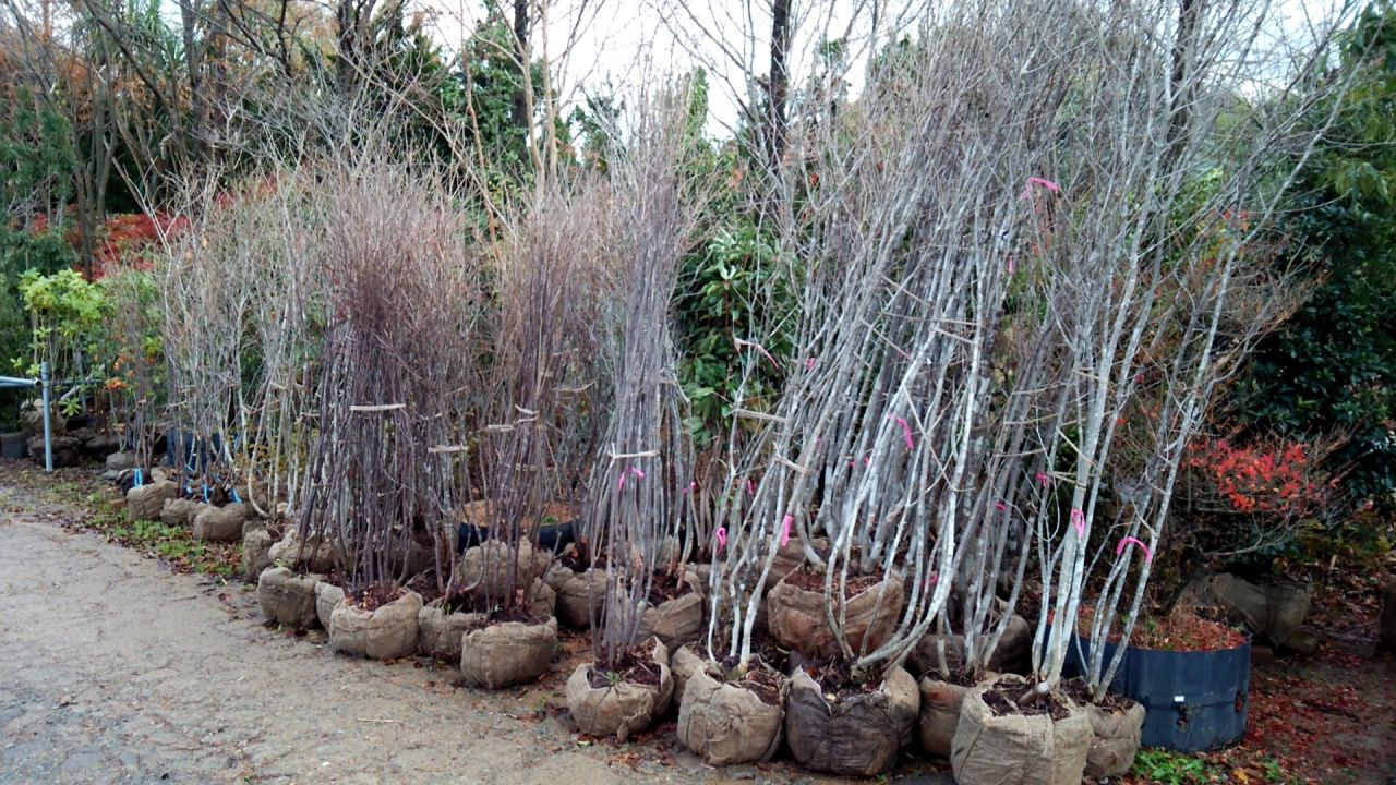 アオダモ株立を入荷 価格9 000円から 最近人気の植木です