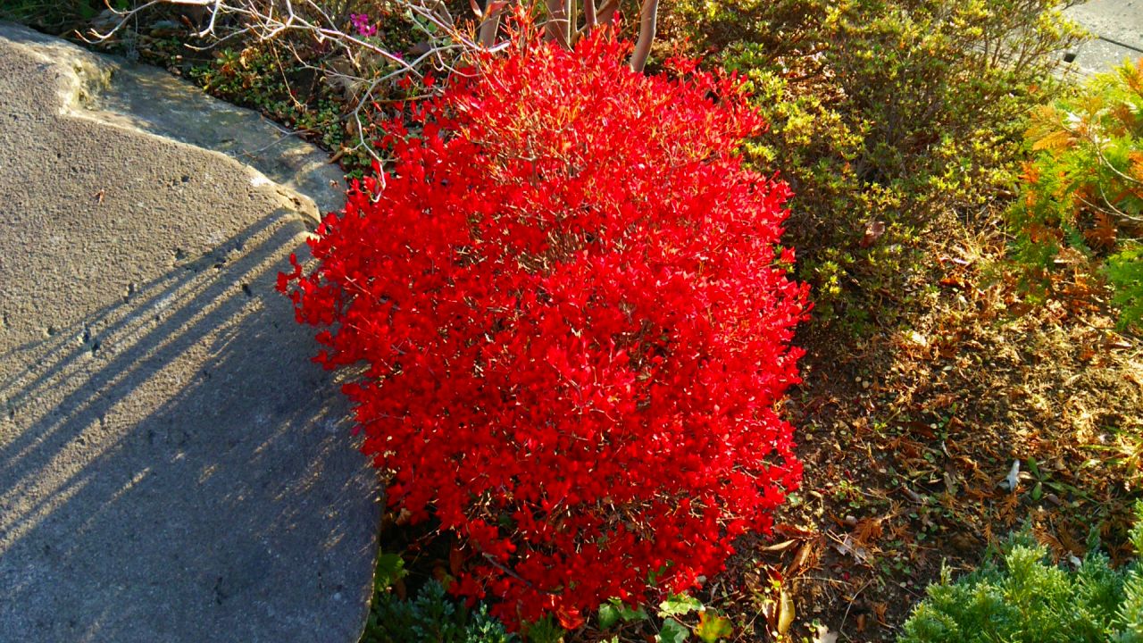 紅葉が綺麗です 庭できれいに紅葉させるための3つの条件