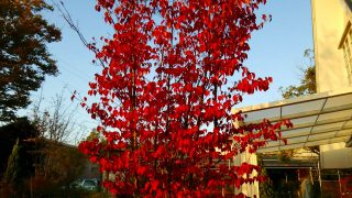 紅葉が綺麗です。庭できれいに紅葉させるための3つの条件 | 清水植物園